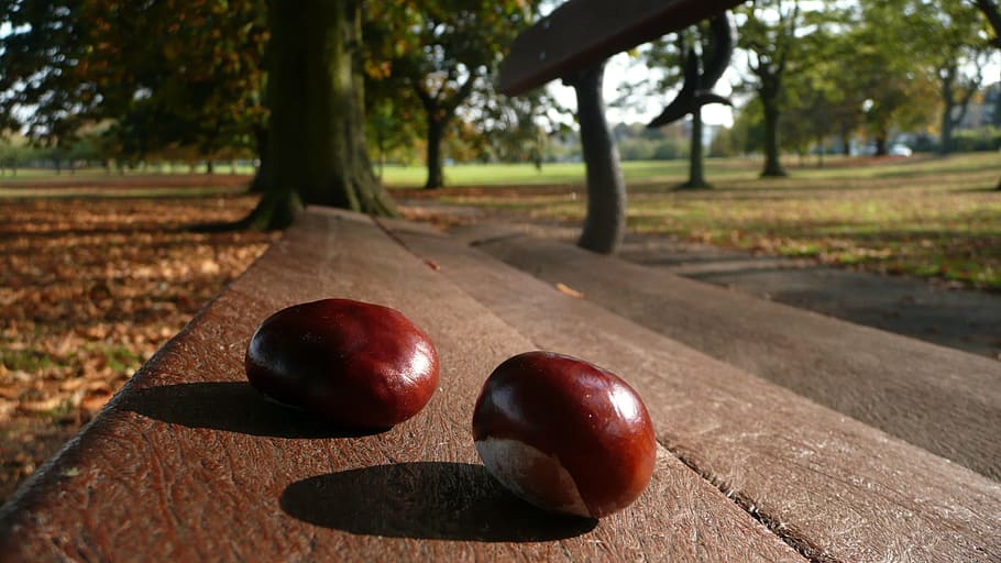 chestnuts, bench, two, seasons, background, tree, park, macro HD wallpaper