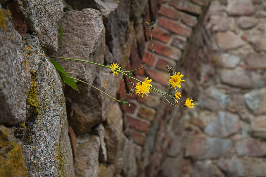 wall, flower, summer, flowers, color, flowering plant, nature HD wallpaper