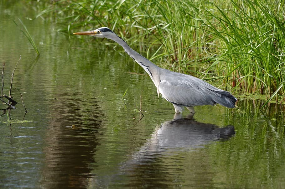 heron, waterfowl, bird, fish, fishing, nature, animal, animals HD wallpaper