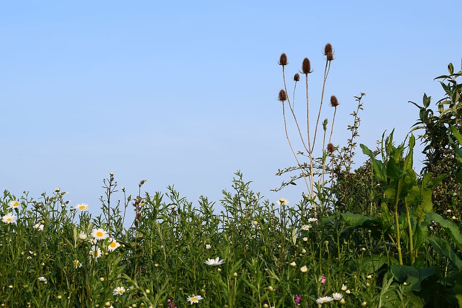 spring, meadow, nature, field, green, grass, flower, plant HD wallpaper