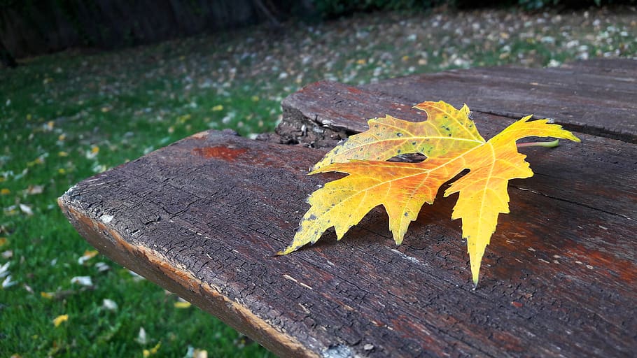 autumn, nature, holidays, pad, leaf, plant part, change, maple leaf HD wallpaper