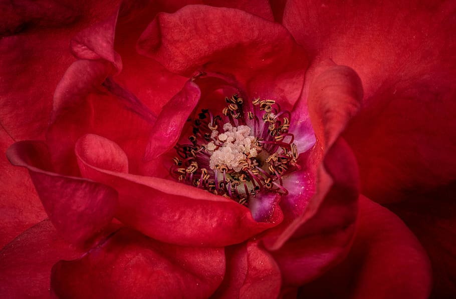 red rose, flower, flora, nature, beautiful, summer, romance HD wallpaper