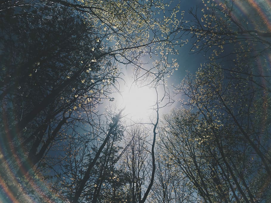 low angle photography of trees at daytime, worm's eye view of bare trees during daytime HD wallpaper