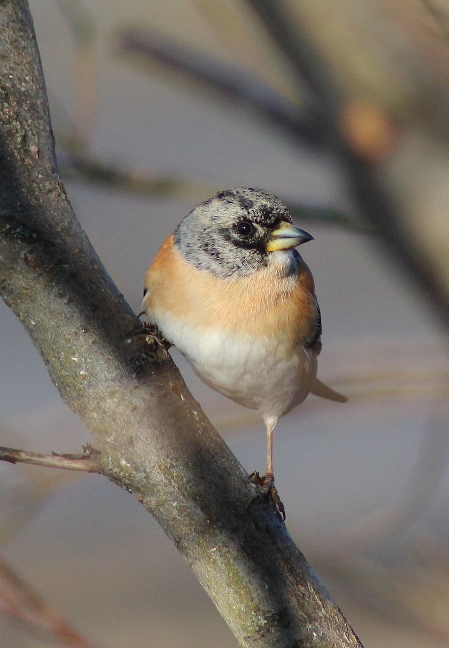 brambling, bird, limb, twig, perched, beautiful, macro, close-up HD wallpaper