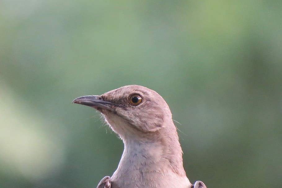 Mockingbird, Close Up, Songbird, Nature, one animal, animals in the wild, HD wallpaper