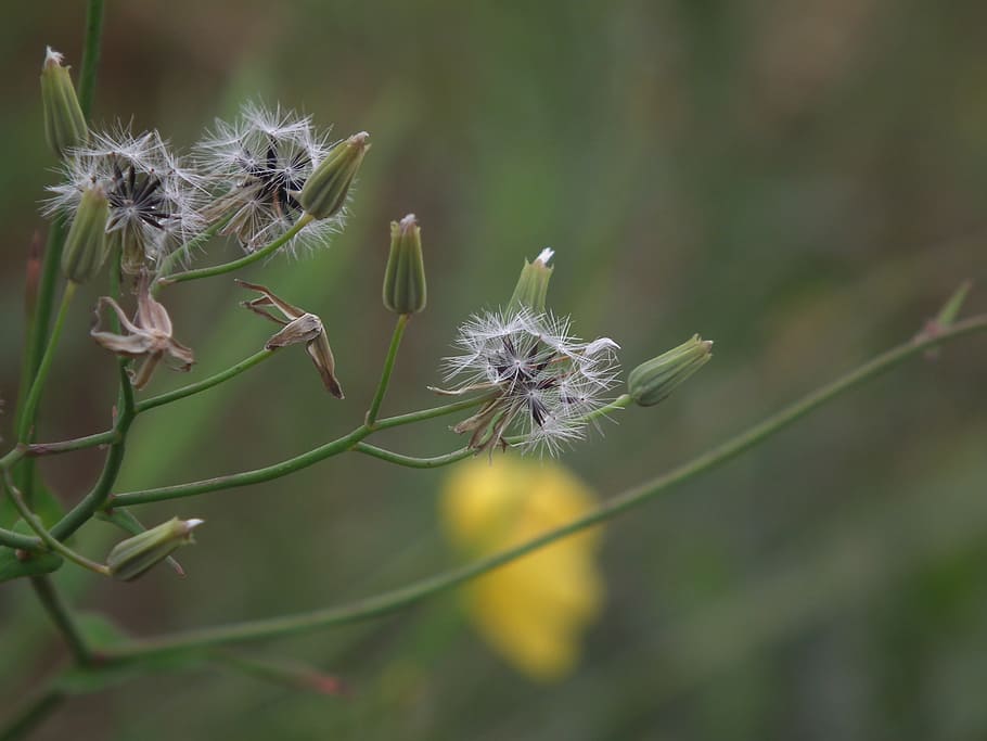 flower, close-up, blue, flowering plant, fragility, vulnerability HD wallpaper