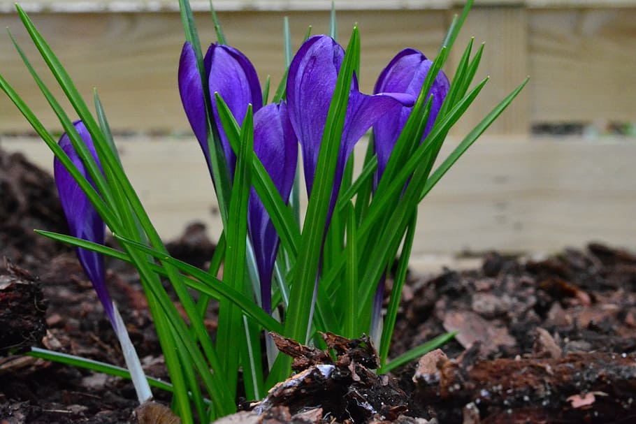 HD wallpaper: crocus, blue, spring, flowers, early bloomer, harbinger ...