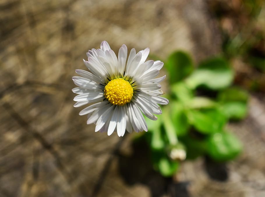 daisy, meadow, spring, nature, close, bloom, white, flowers HD wallpaper