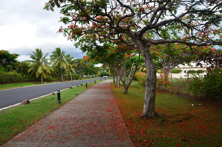 fiji, tree, red flowers, plant, the way forward, direction HD wallpaper