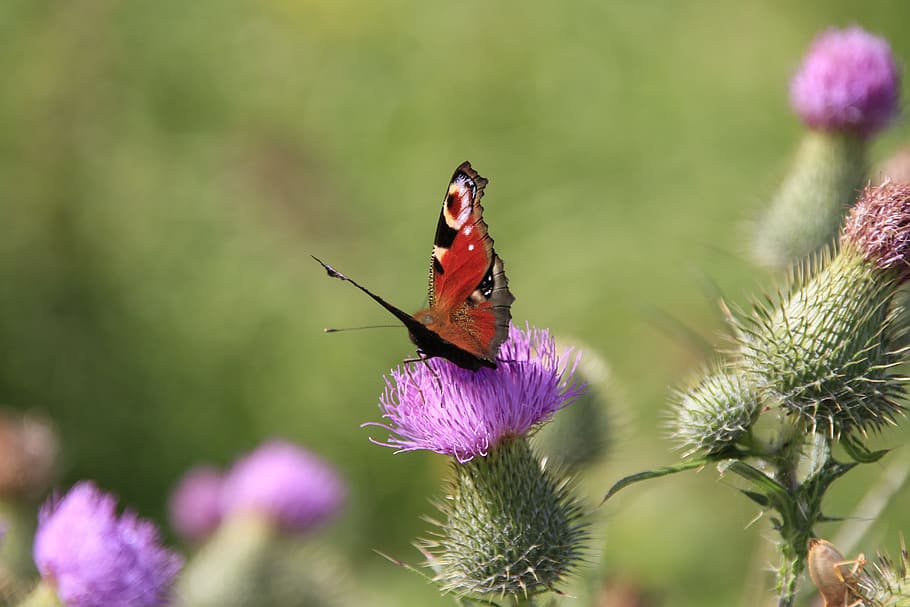 Butterfly, Flower, Insect, summer, thistle, animals in the wild HD wallpaper