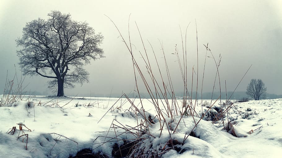 photo of bare tree and snow field, winter, nature, cold, frost HD wallpaper