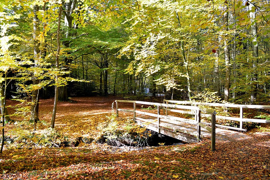 forest, leaves, autumn, bridge, moss, autumn forest, environment HD wallpaper