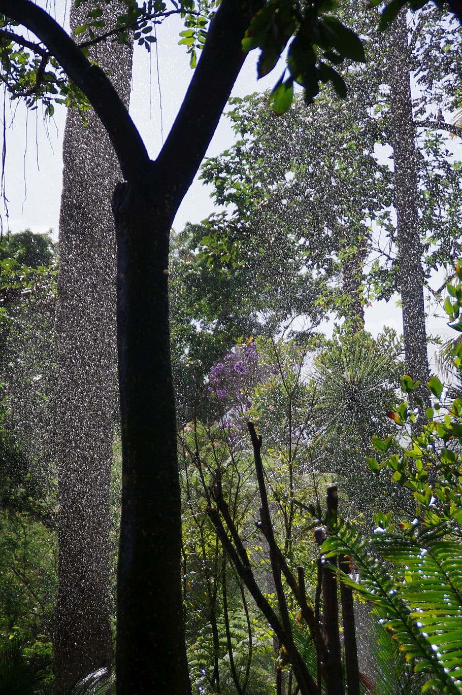 Tropics, Rainforest, Rain, Trees, Drip, green leaves, mood HD wallpaper