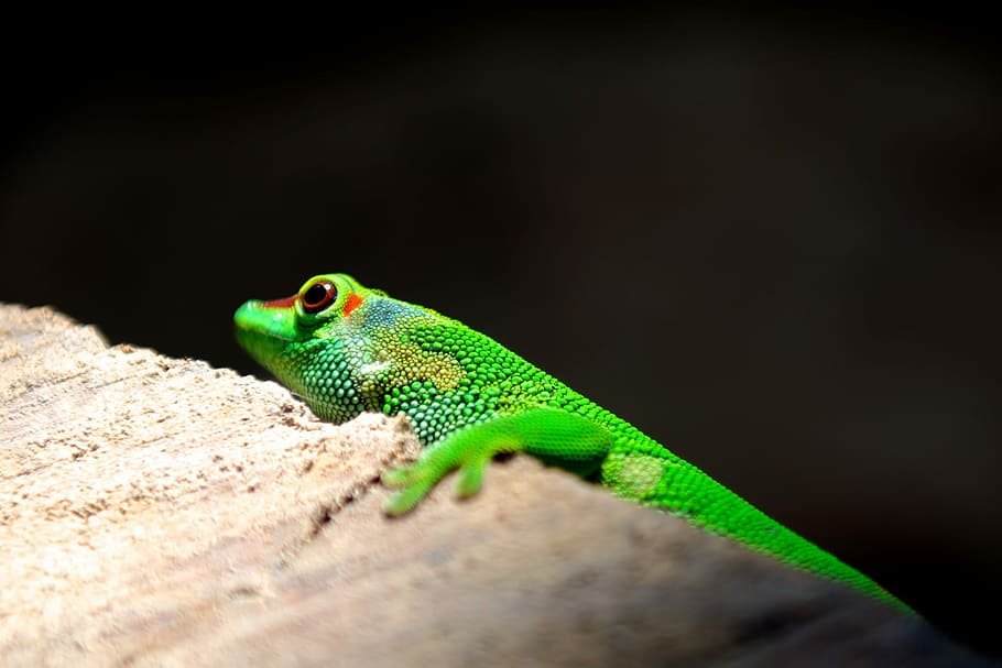 Green lizard on brown concrete wall, animal, reptile, nature HD wallpaper