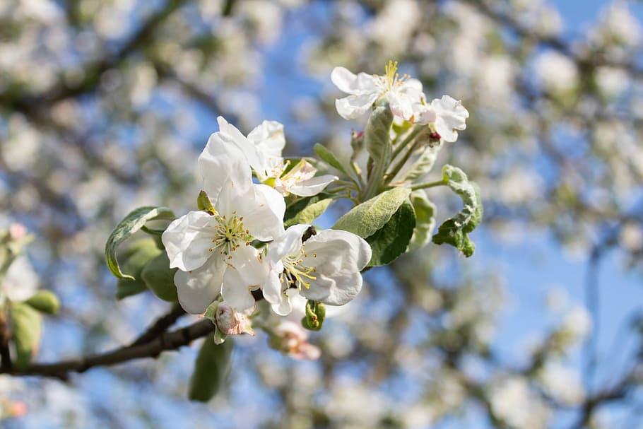 tree, flower, branch, apple, plant, flowering plant, beauty in nature HD wallpaper