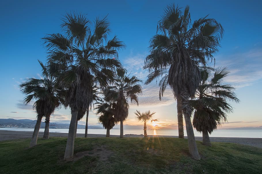 dawn, beach, palms, malaga, sky, sun, nature, landscape, sand HD wallpaper