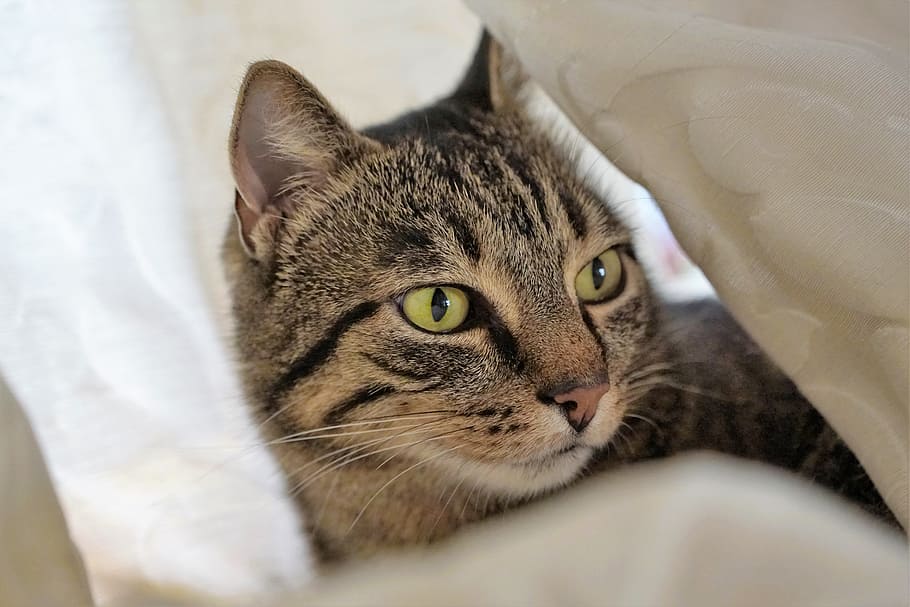 brown tabby lying on white comforter, cat, curtain, tiger, domestic cat