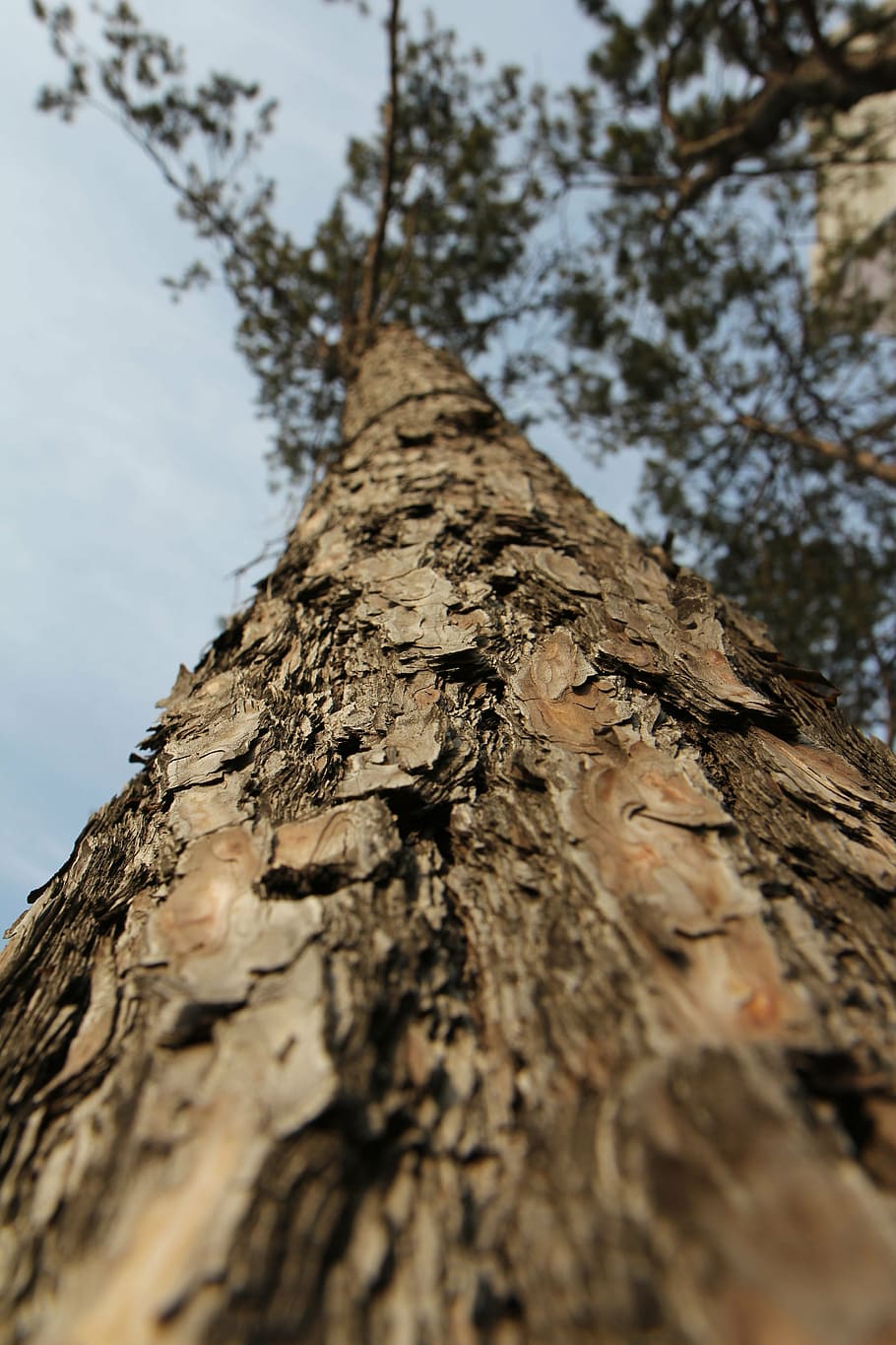pine, wood, sky, tree, tree trunk, low angle view, plant, selective focus HD wallpaper