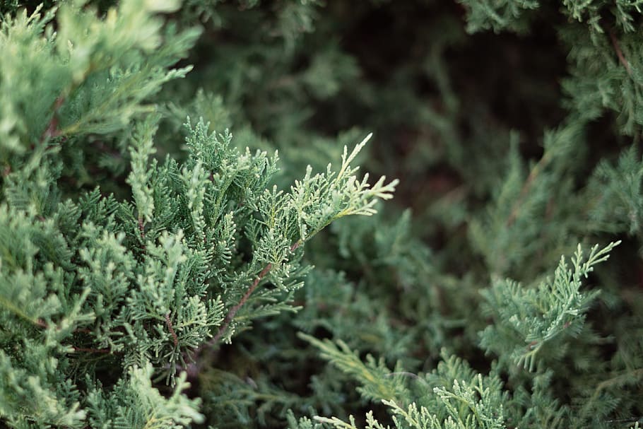 green, trees, leaves, plant, green color, growth, leaf, plant part HD wallpaper