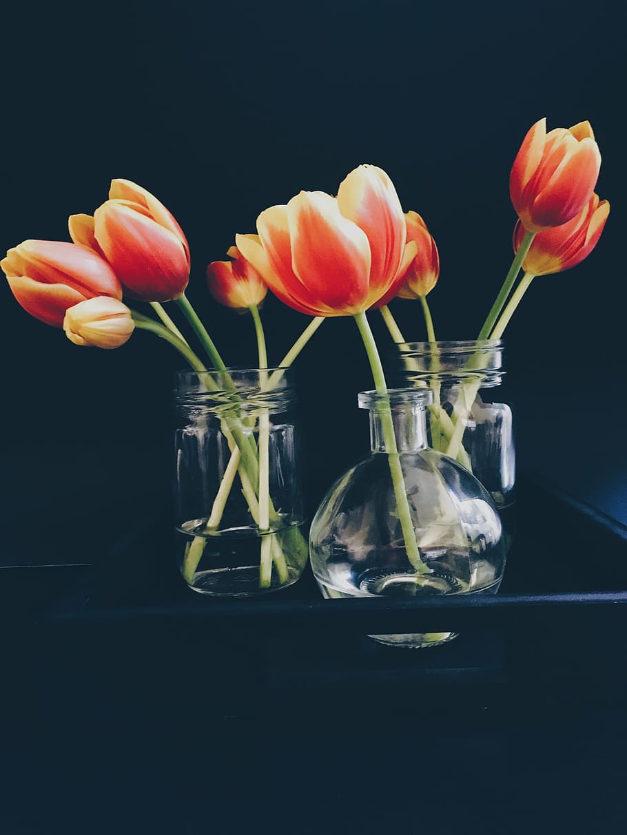 bloom, blossom, decoration, flora, flowers, tulips, vases, flowering plant HD wallpaper