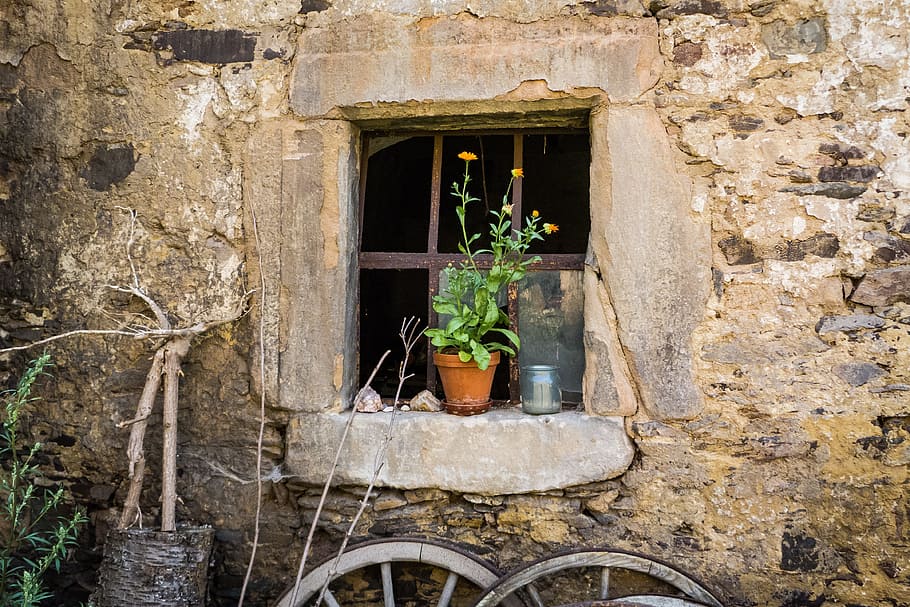 green leafed plants on brown pot, Window, Barn, Stall, Old, Building