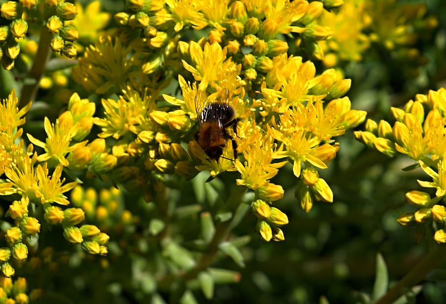 bumblebee, yellow flowers, flowering plant, invertebrate, animal themes HD wallpaper