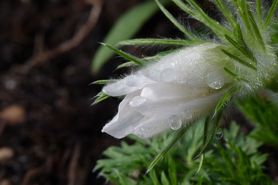 dew, dewdrop, flower, plant, close-up, growth, beauty in nature HD wallpaper