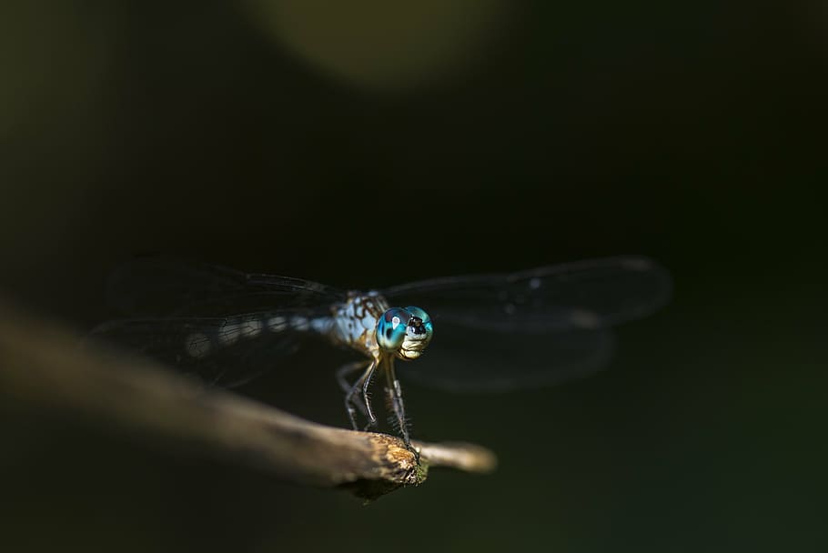 dragonfly, macro, insect, eye, wildlife, wings, close, animals HD wallpaper