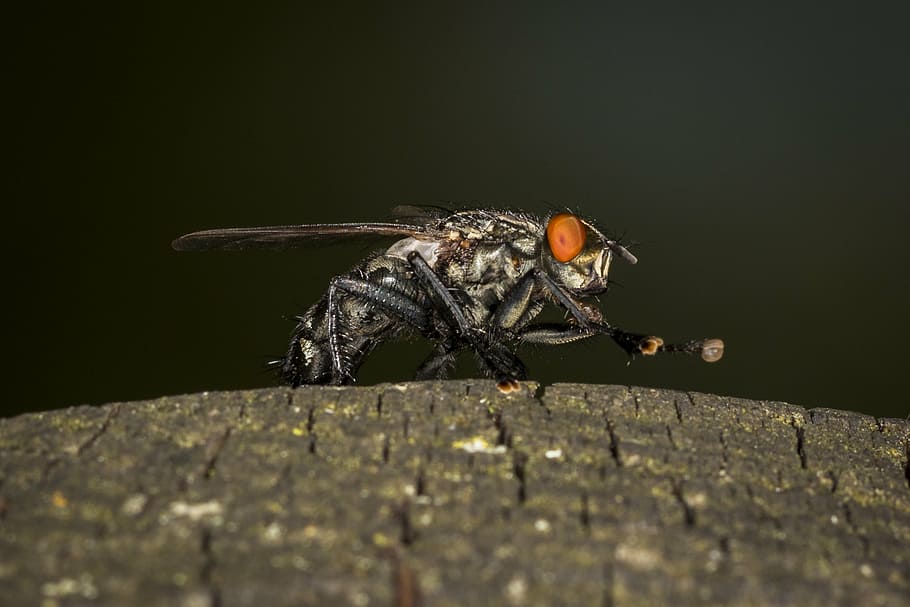 fly, macro, insect, close, nature, wing, animal, housefly, insect macro HD wallpaper