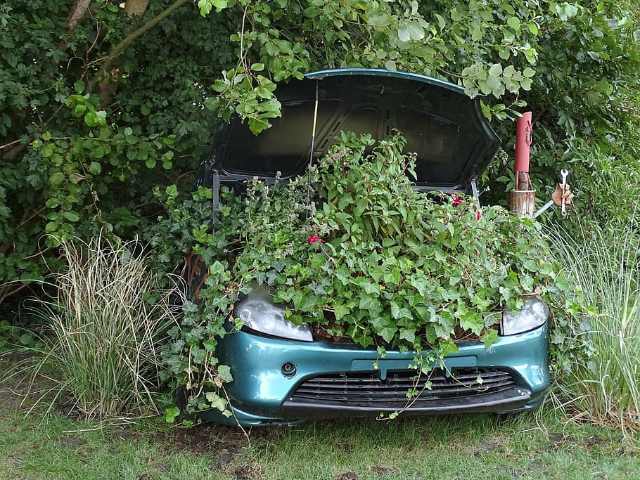 auto, old, deco, garden, plant, growth, mode of transportation HD wallpaper
