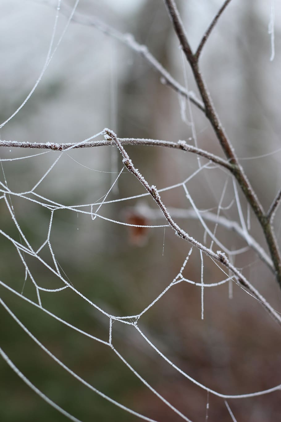 Spider Web, Tree, Wood, Winter, Frozen, frost, nature, season HD wallpaper