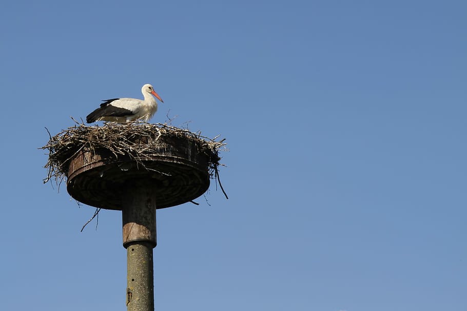 Stork, storchennest, adebar, bird, animal nest, animals in the wild HD wallpaper