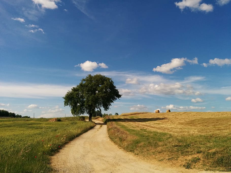 road, landscape, tree, cloud, sky, plant, environment, grass HD wallpaper
