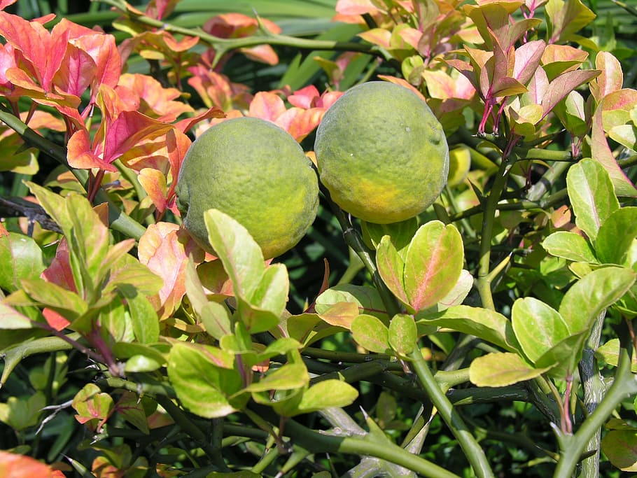 bitter orange, close, sour, fruit, freshness, growth, plant part HD wallpaper