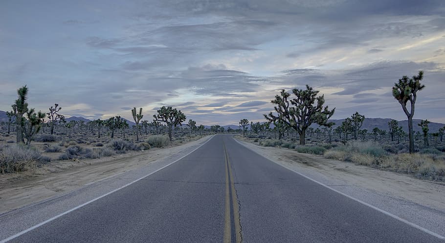 view of gray road, desert, joshua, tree, empty, highway, travel HD wallpaper