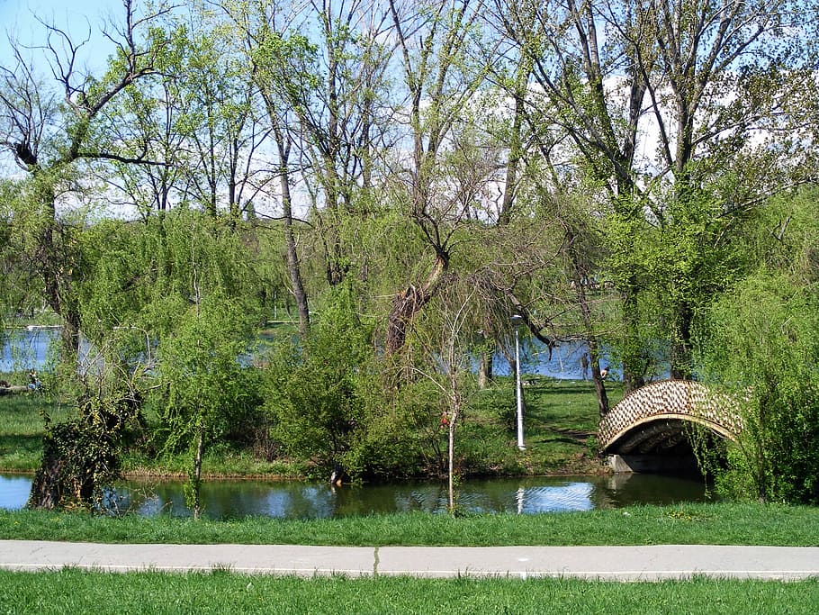 Landscape, Trees, Green, Spring, Outdoor, grass, season, sun HD wallpaper