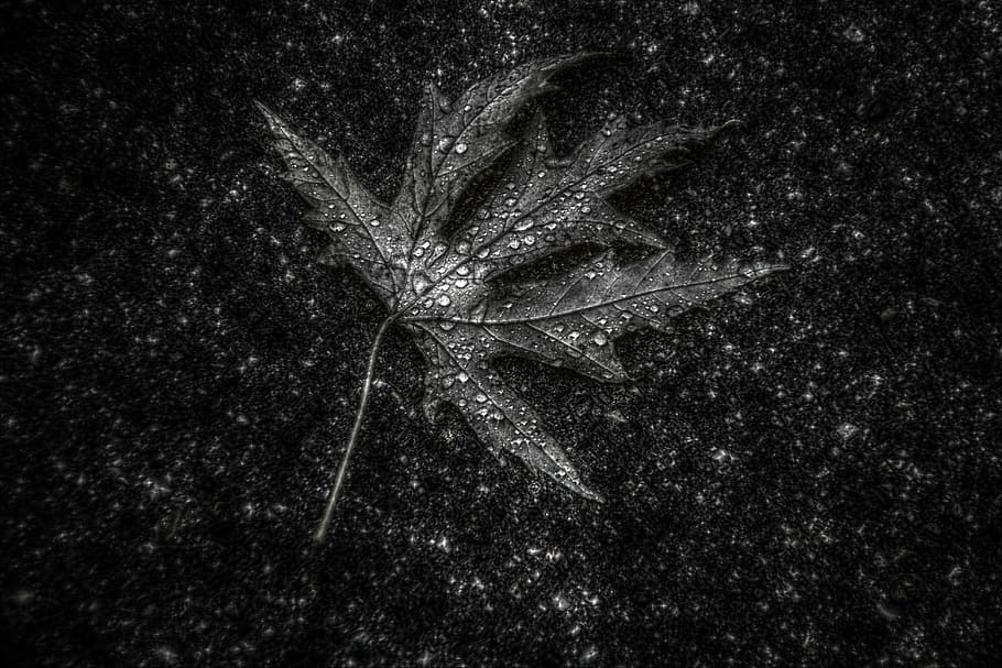 leaf, hdr, texture, black and white, detail, structure, nature HD wallpaper