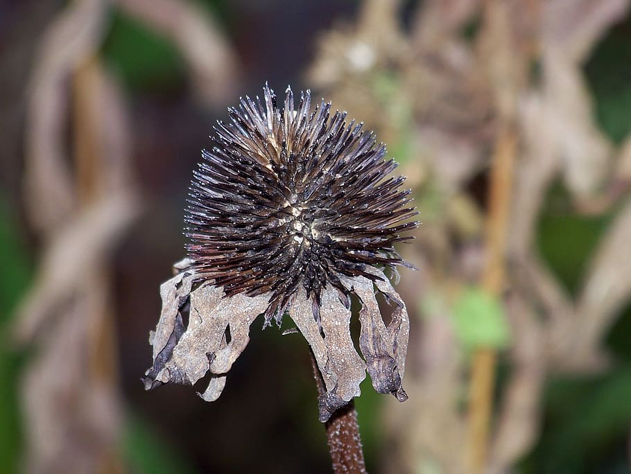 Dead, Flower, Autumn, Fall, Winter, nature, outdoors, day, close-up HD wallpaper