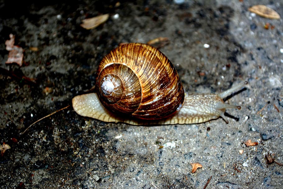 snail, shell, my saturday, animal, animal wildlife, animal themes HD wallpaper