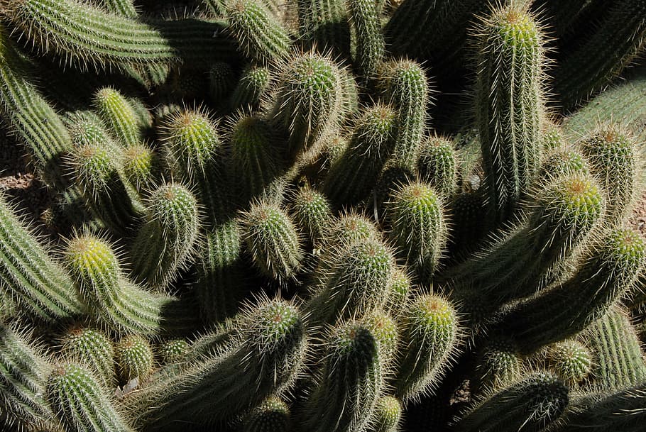 cactus, botany, quills, thorns, plant, garden, morocco, green HD wallpaper