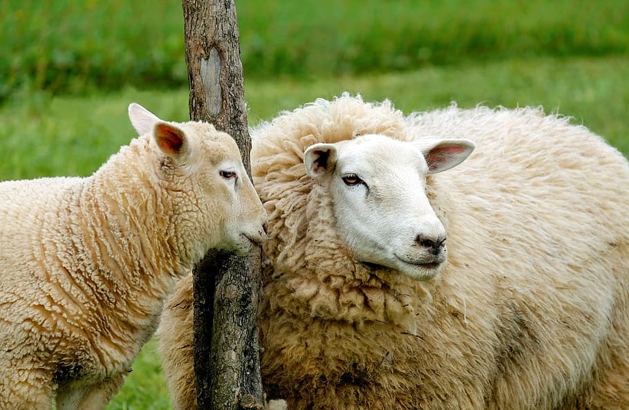 two brown sheeps near on the pole, lamb, affection, cute, pasture HD wallpaper