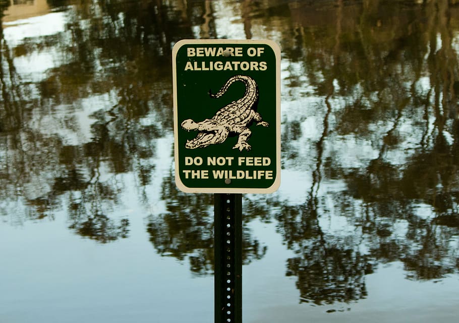 poster, warning, care, danger, crocodiles, lake, reflection HD wallpaper