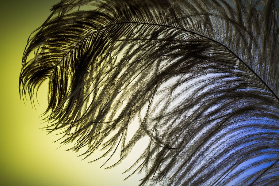 strauss spring, ease, close, bird feather, spring dress, plumage HD wallpaper