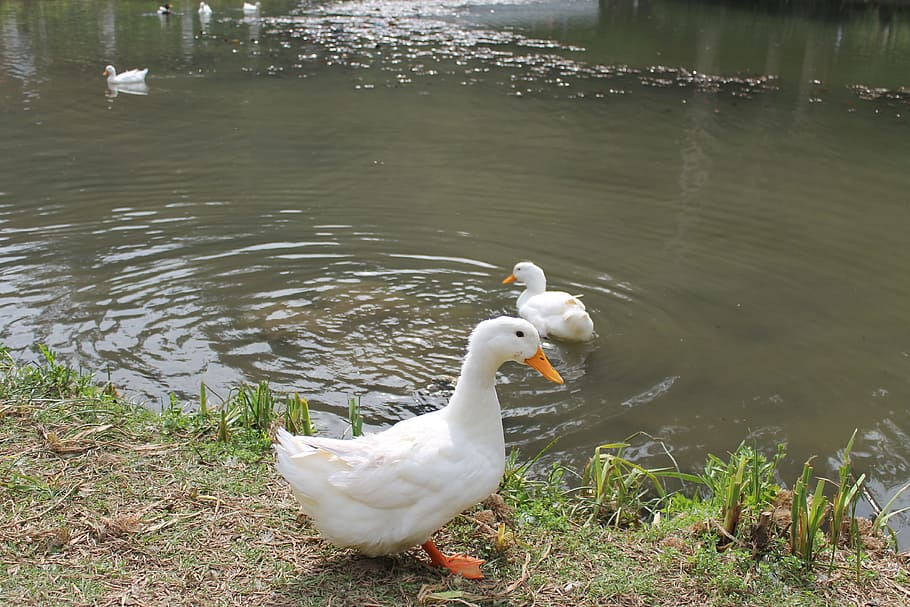 Duck, Ave, Lake, animal themes, bird, animals in the wild, water HD wallpaper