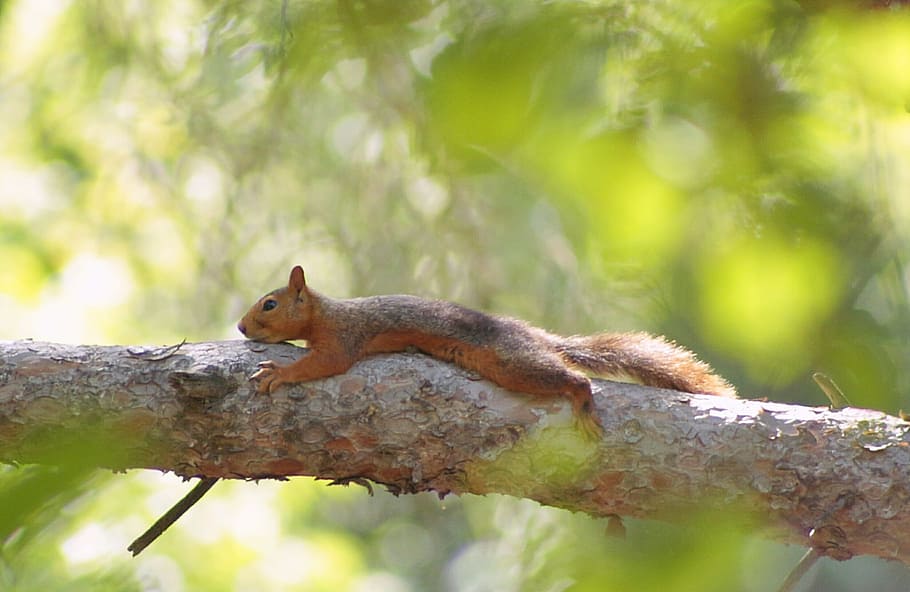 squirrel, tree, sleep, reach, tips, green, nature, plant, green field HD wallpaper