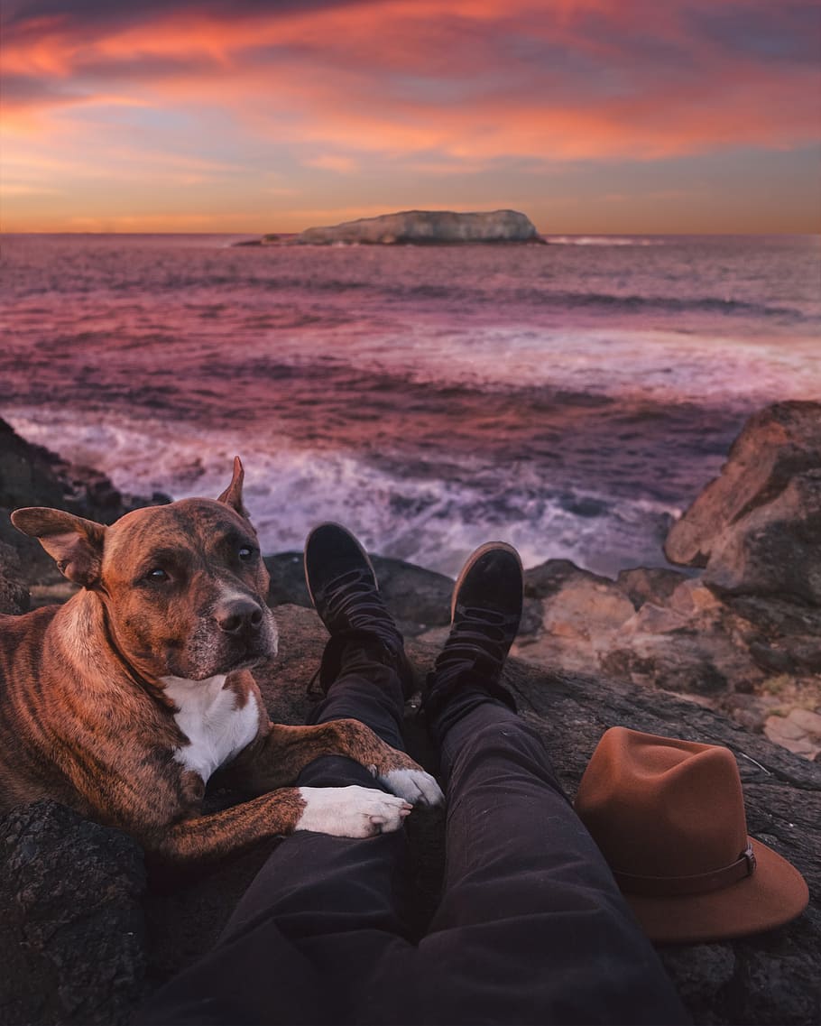 person sitting on rock beside of brindle through sea waves crashing on rock, shallow focus photography of brindle boxer dog on seashore HD wallpaper
