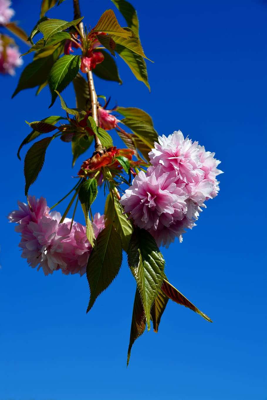 cherry, tree, blossom, bloom, nature, summer, floral, petal HD wallpaper