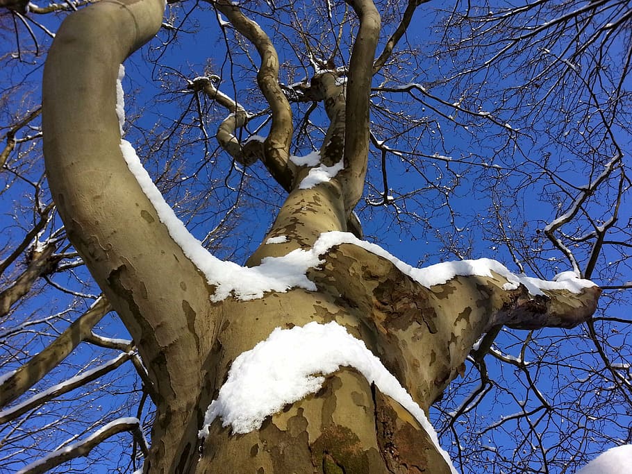 tree, aesthetic, winter, branch, log, crown, nature, outdoors HD wallpaper