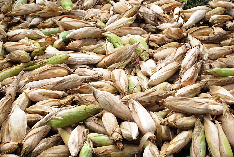 corn, cob, agriculture, food and drink, healthy eating, wellbeing HD wallpaper