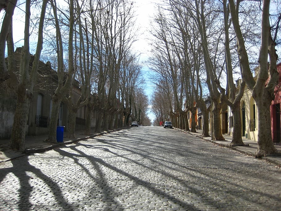 avenue, cobbles, trees, paving, street, stone, cobblestone HD wallpaper